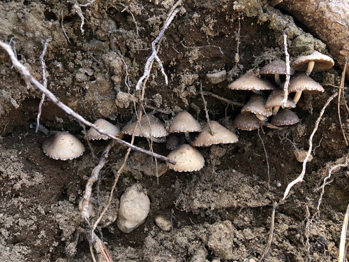 iNaturalist observation photo of Psathyrella pennata
