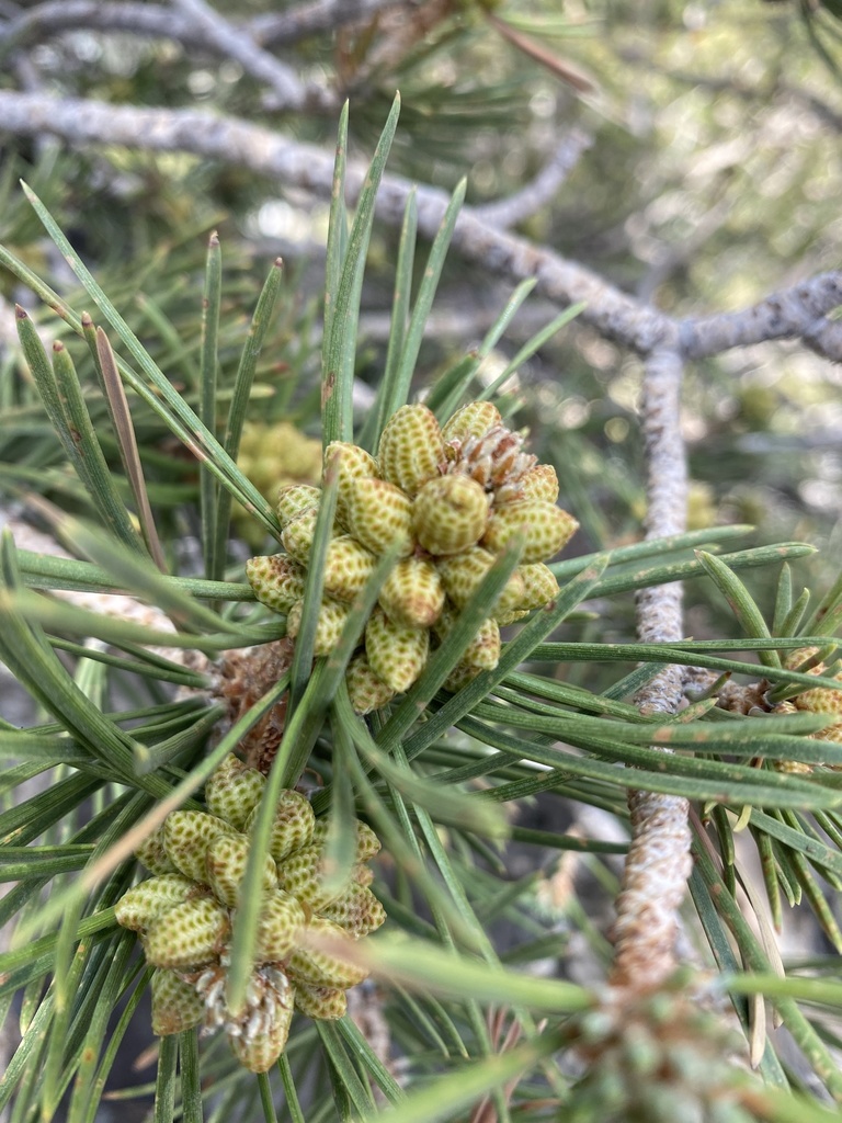 singleleaf pinyon from San Bernardino National Forest, Lytle Creek, CA ...