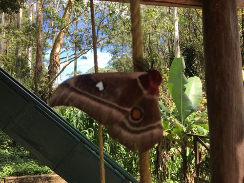 Madagascan emperor moth
