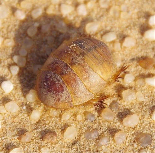 Heterogamodes ursina