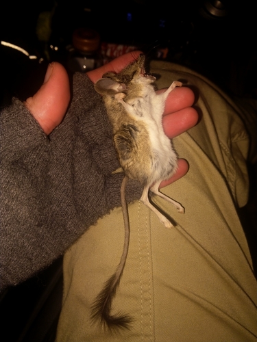 Eastern Kultarr (Antechinomys laniger) — Least Concern Mammalia