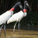 Jabiru - Photo (c) lecomte, all rights reserved, uploaded by lecomte
