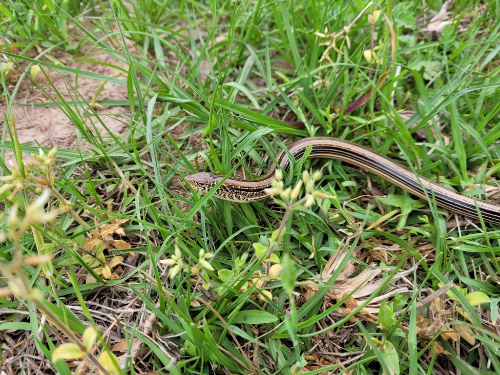 Slender Glass Lizard in April 2021 by Daniel Benson · iNaturalist
