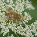 Golden Horse Fly - Photo (c) Peter Wijnsouw, all rights reserved, uploaded by Peter Wijnsouw