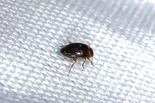 Neoclypeodytes cinctellus