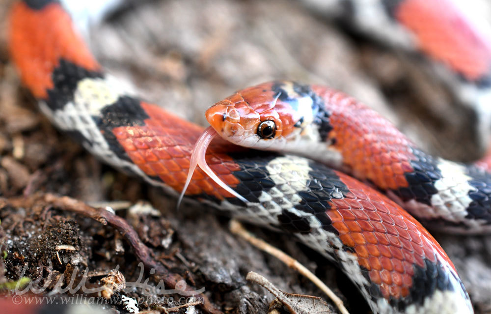 Species Profile: Scarlet Snake (Cemophora coccinea)