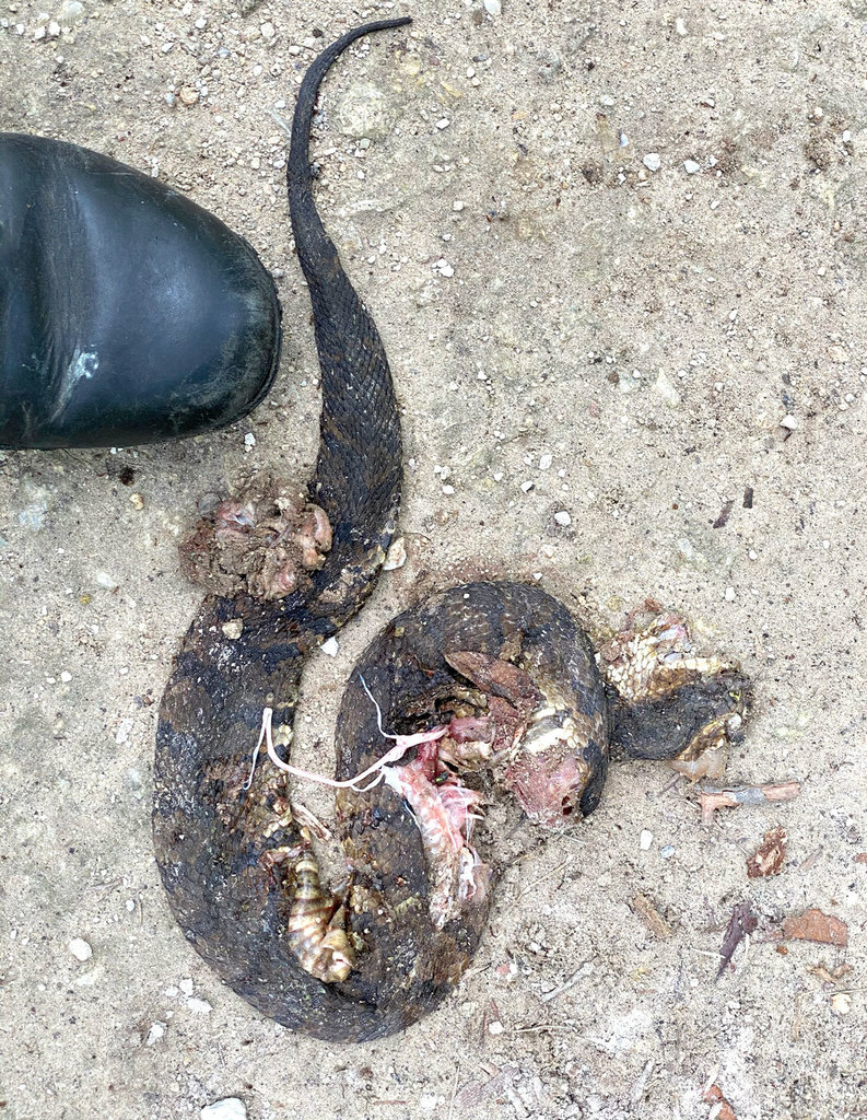 Northern Cottonmouth from Colleton County, SC, USA on June 05, 2021 at