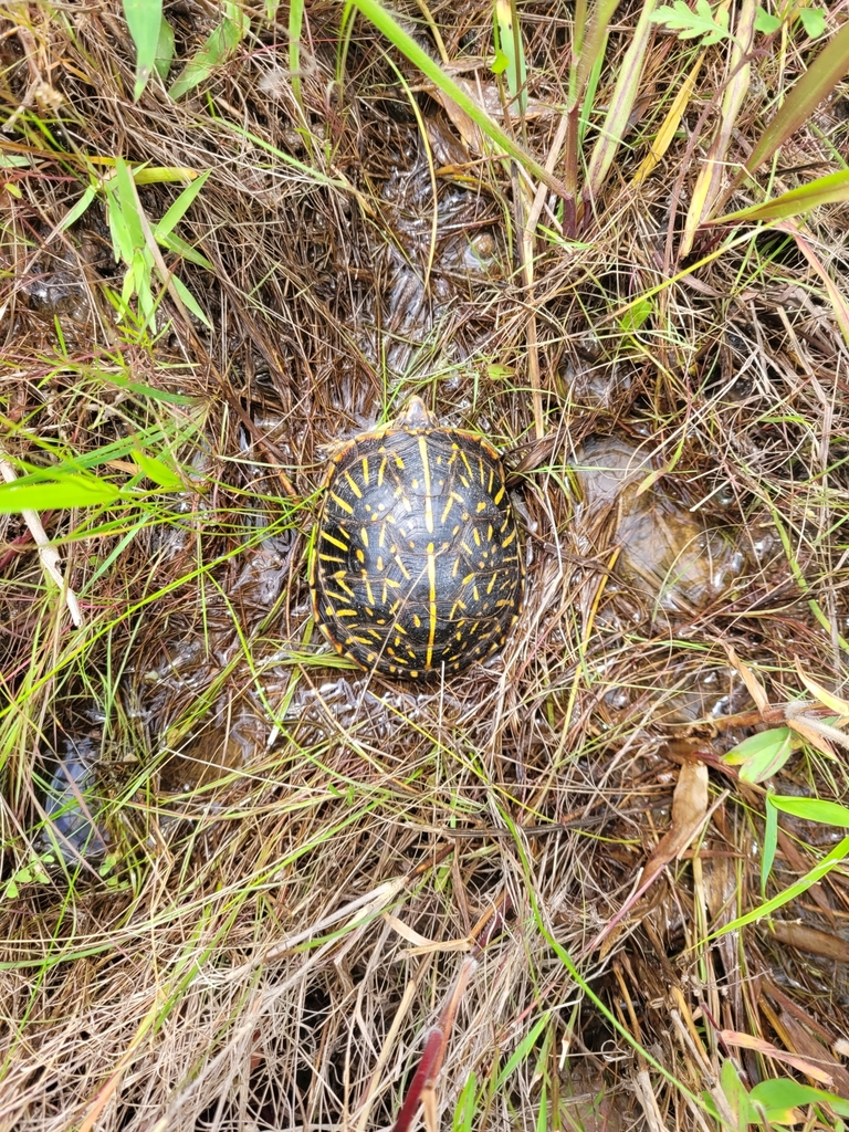 Ornate Box Turtle In May 2021 By Daniel Benson INaturalist   Large 