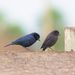 Shiny Cowbird - Photo (c) lecomte, all rights reserved, uploaded by lecomte