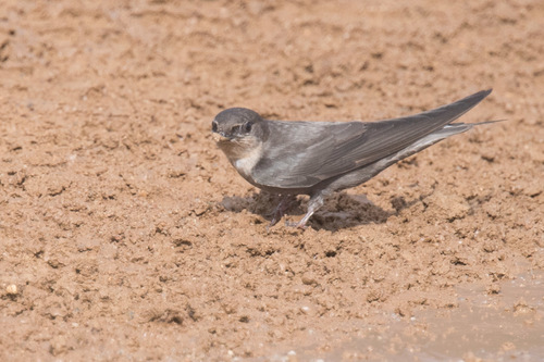 Red-throated Crag-Martin