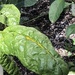 photo of Italian Arum (Arum italicum)