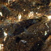 Acentrogobius janthinopterus - Photo (c) john lenagan, todos los derechos reservados, subido por john lenagan