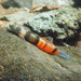 Ornate Fish - Photo (c) john lenagan, all rights reserved, uploaded by john lenagan