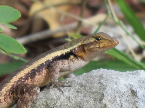 Yellow-spotted Spiny Lizard