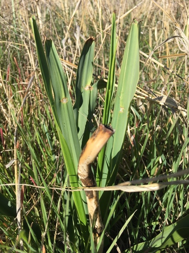 iNaturalist observation photo of Plants