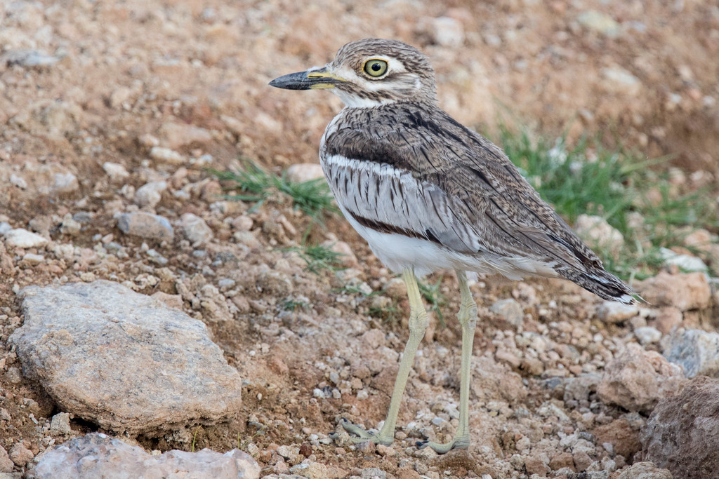Water Thick-knee (Burhinus vermiculatus) photo