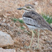 Water Thick-Knee - Photo (c) Nancy Christensen, all rights reserved, uploaded by Nancy Christensen