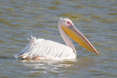 Great White Pelican
