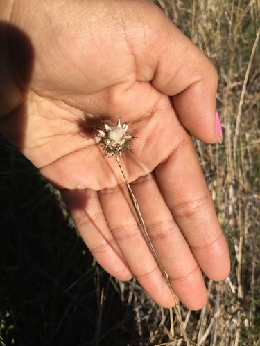 iNaturalist observation photo of knapweeds