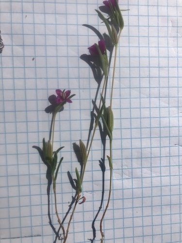 iNaturalist observation photo of Winecup Clarkia