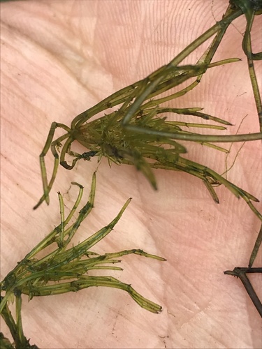 Chara braunii var. schweinitzii