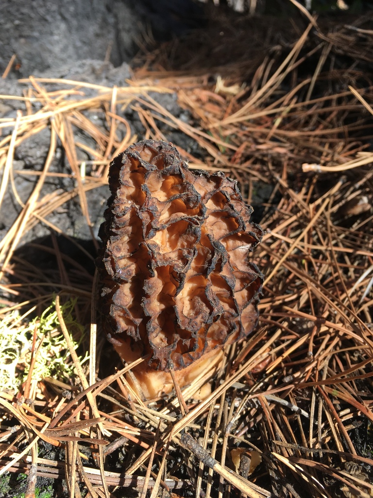 true morels from Sierra National Forest, Shaver Lake, CA, US on June 11