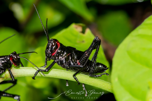 Chromacris miles