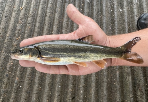 Umpqua Pikeminnow