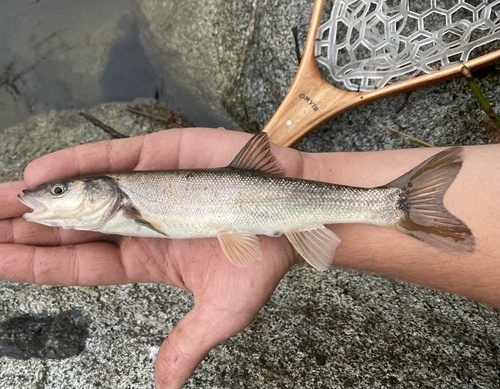 Umpqua Pikeminnow