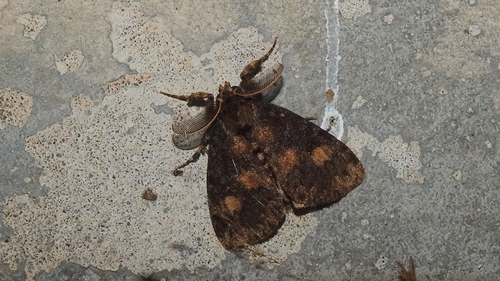 Ilema kosemponica (Strand, 1914)