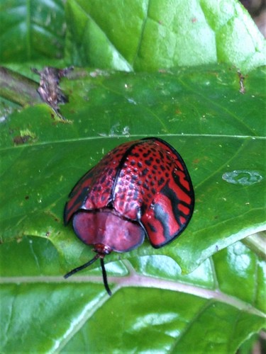Eugenysa grossa