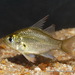 Asian Glassfishes - Photo (c) john lenagan, all rights reserved, uploaded by john lenagan