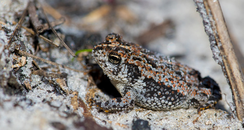 Oak Toad