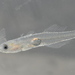 Transparent Goby - Photo (c) wouterteunissen, all rights reserved, uploaded by wouterteunissen