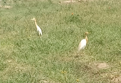 Eastern Cattle-Egret