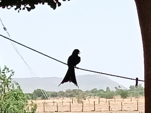 Black Drongo
