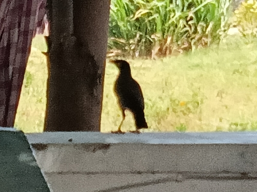 Common Myna