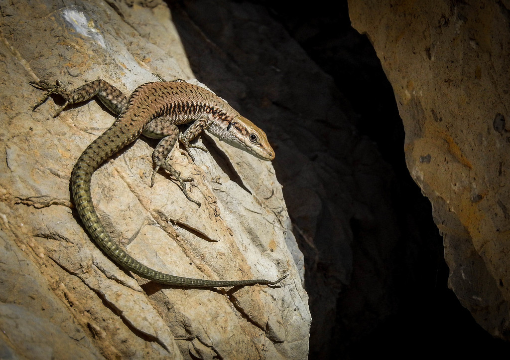 Kulzer's Rock Lizard
