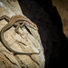 Kulzer's Rock Lizard - Photo (c) alex_alaman, all rights reserved, uploaded by alex_alaman