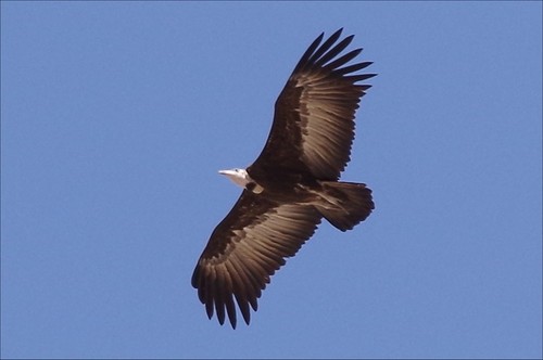 Hooded Vulture