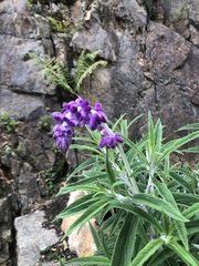 Salvia leucantha image