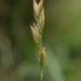 Danthonia decumbens - Photo (c) tomopteris, todos los derechos reservados, subido por tomopteris