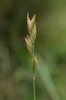 Mountain Heath Grass - Photo (c) tomopteris, all rights reserved, uploaded by tomopteris