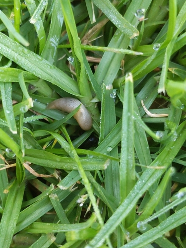 photo of Common Land Snails And Slugs (Stylommatophora)