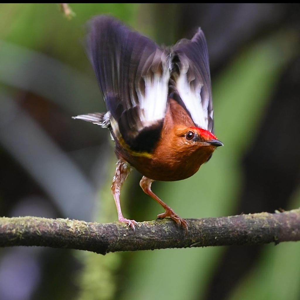 Club-winged Manakin photo