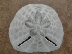 Echinodiscus bisperforatus image
