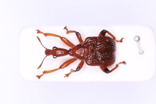 Heterapoderus geniculatus