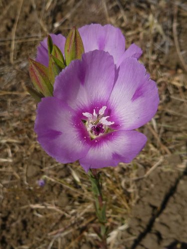 Clarkia purpurea ssp. viminea