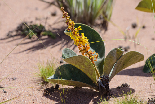Byrsonima verbascifolia