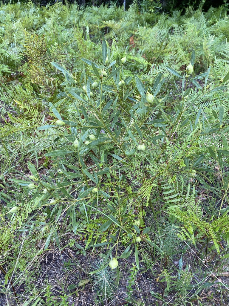 Gopherweed from US-301, Nahunta, GA, US on June 12, 2021 at 01:33 PM by ...